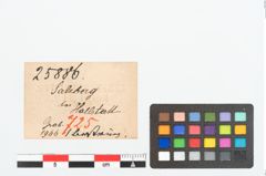 Etikett zu Bernsteinringperle (NHMW-PRAE-025886)